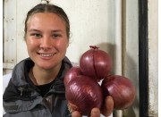 RED ONIONS 500 Grams  Pukekohe Grown